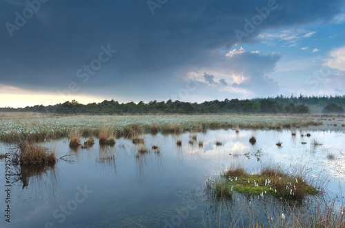 cloudy rainy sky reflected in swamp water
