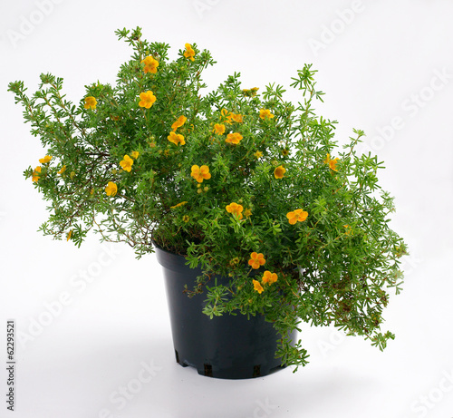 Potentilla fruticosa Hopley's Orange in a pot - cinquefoils