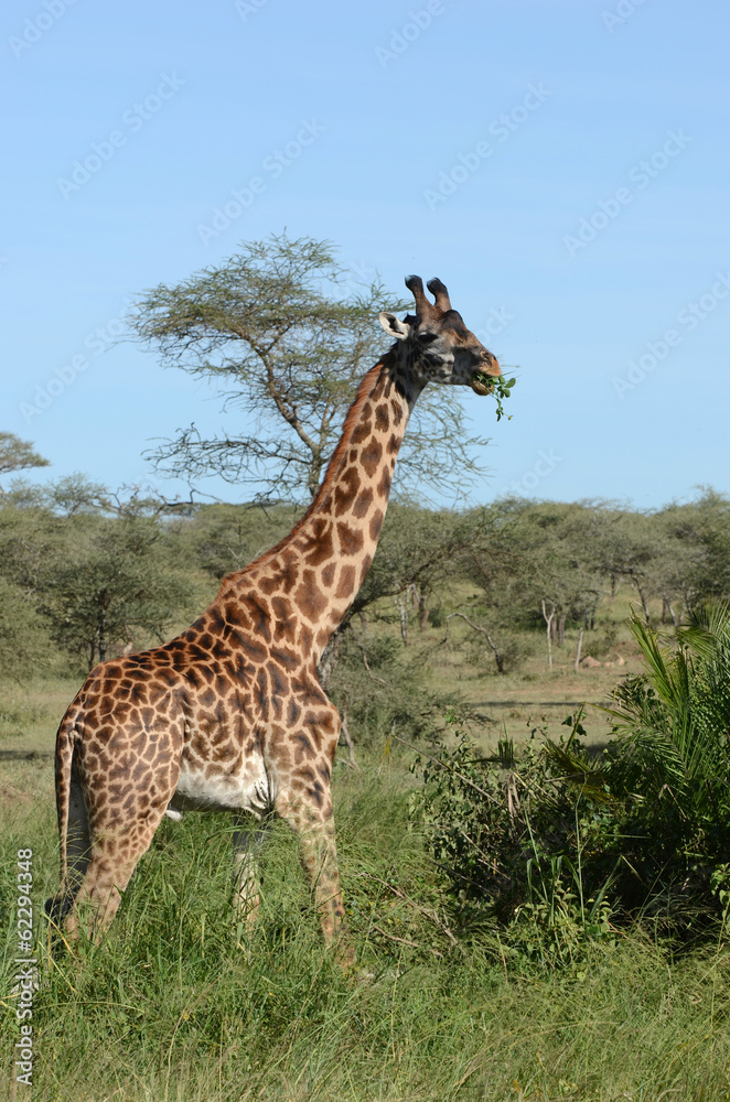 Fototapeta premium grande girafe