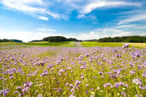Sommerwiese