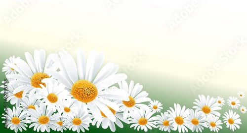 daisy backround