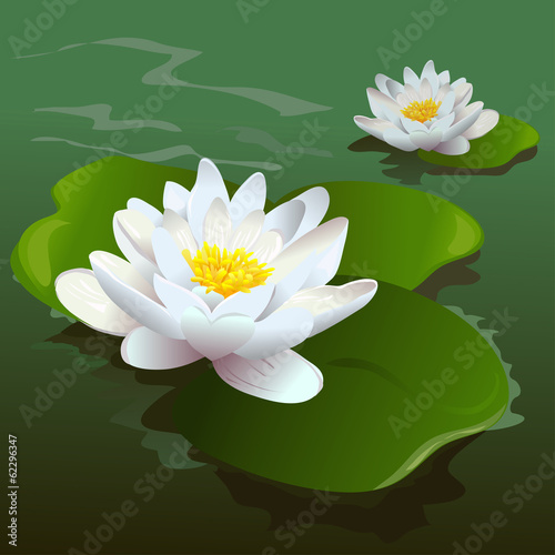 Fototapeta Naklejka Na Ścianę i Meble -  lotus flower in the pond