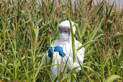 gmo - profesional in coveralls  examining corn cob on field photo