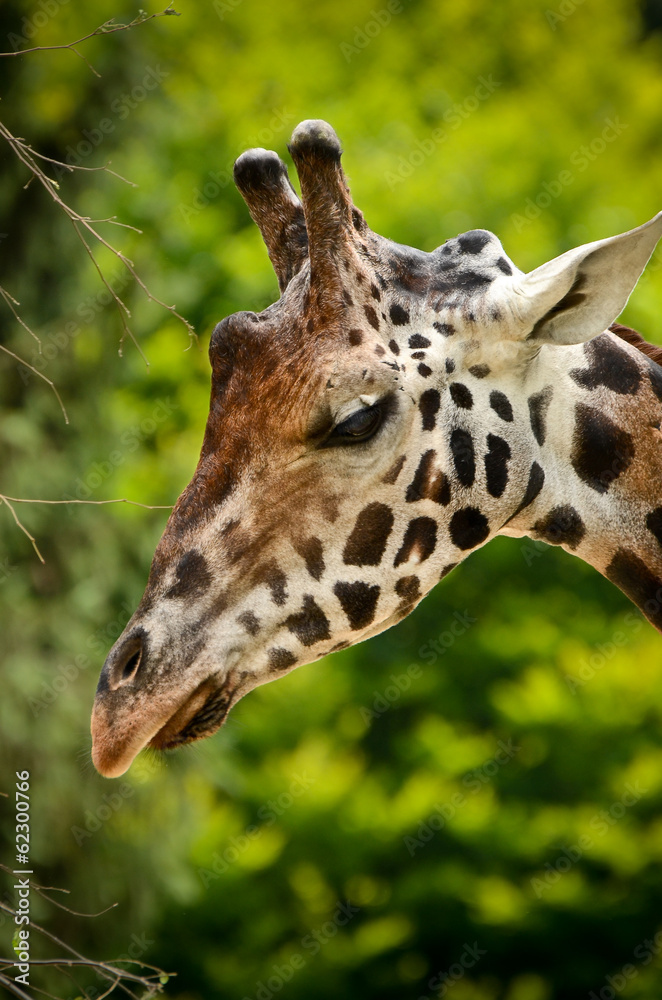 Giraffe - Giraffa camelopardalis