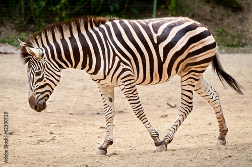 Zebra - Equus quagga