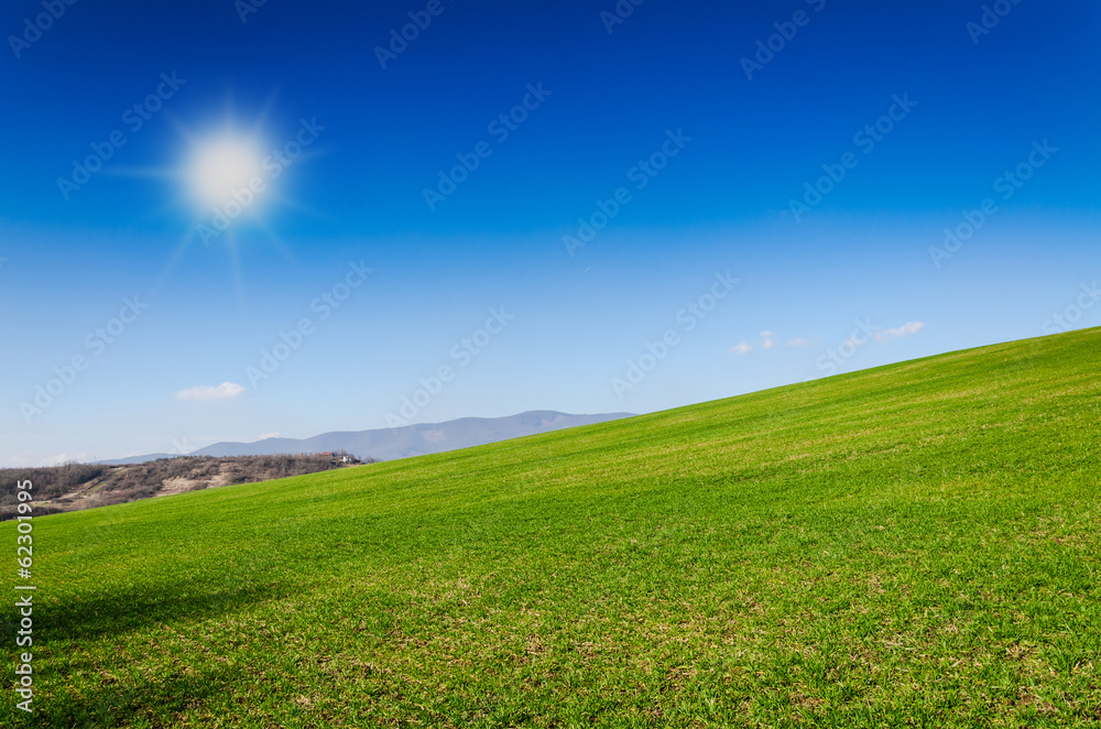 Fototapeta premium green field and blue sky