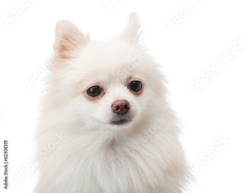 White pomeranian isolated