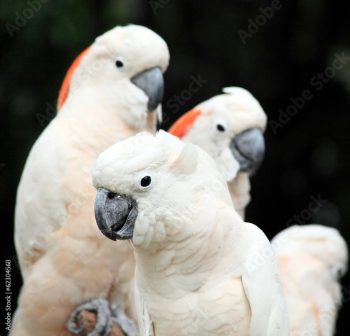 group of beautiful parrots