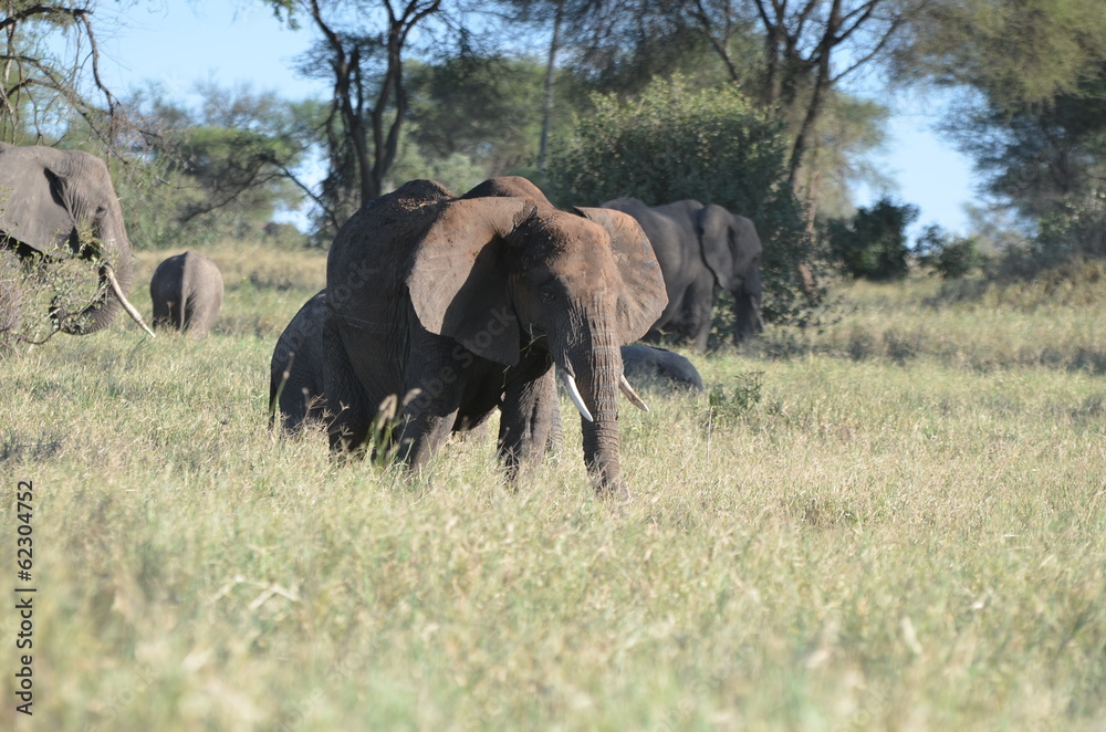 Fototapeta premium éléphants