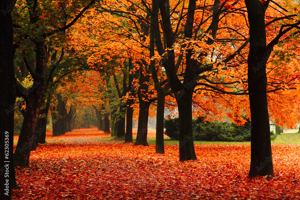 red autumn in the park - obrazy, fototapety, plakaty 