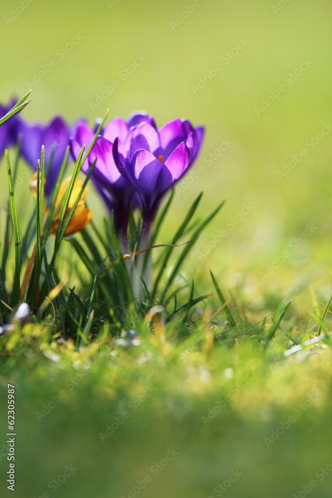 crocus