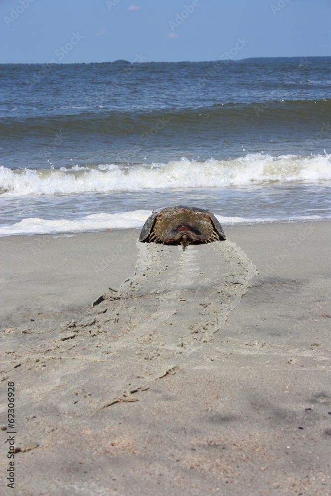Horseshoe Crab on Its Way into the Ocean Horseshoe Crab on Its Way into the Ocean