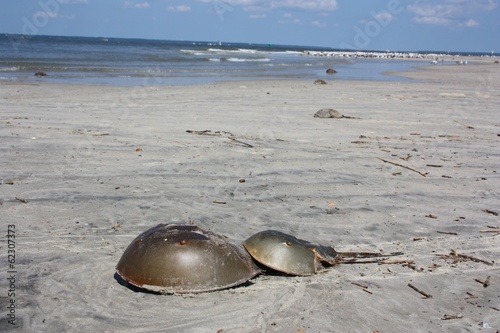 Mating Horseshoe Crabs on a Secluded Beach