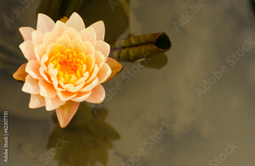 Orange lotus