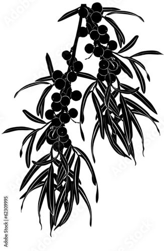 seabuckthorn