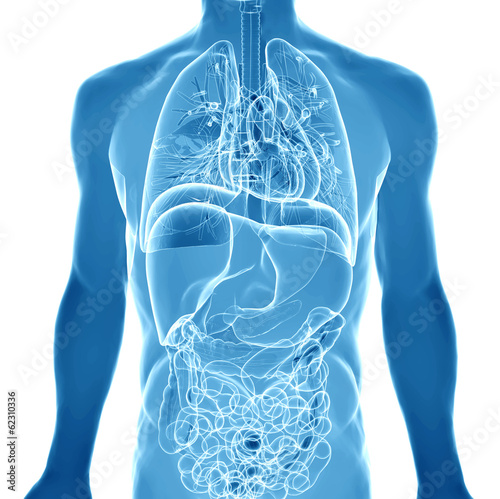 3d  medical illustration of the human anatomy