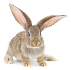 Rabbit