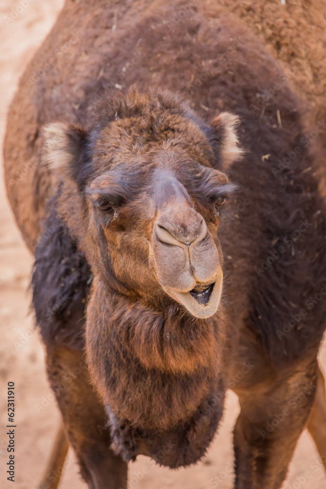 Fototapeta premium Сhewing camel