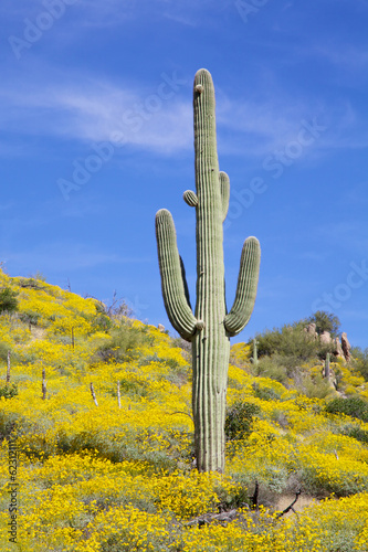 Lone Saguaro in Wildflowers