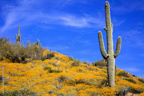 Spring Wildflowers and Saguaro © natureguy