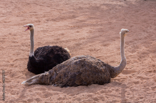 Two ostriches