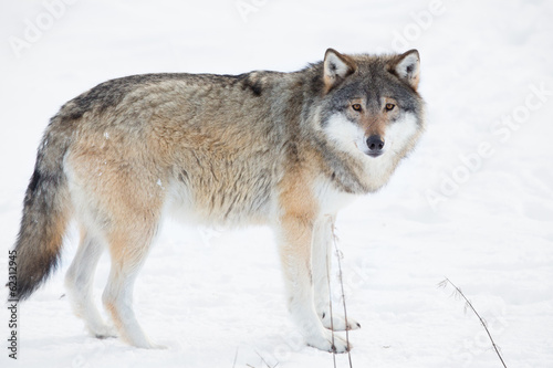 Wolf standing in the snow