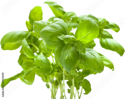 basil plants photo