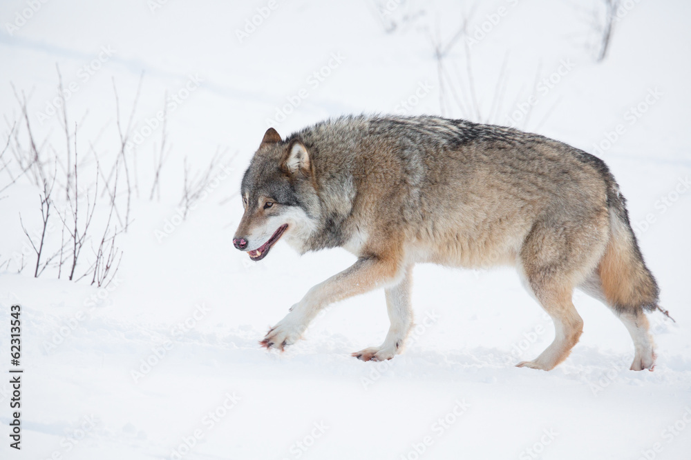 Lonely wolf walking in the snow