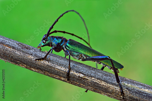 Aromia moschata longhorn beetle