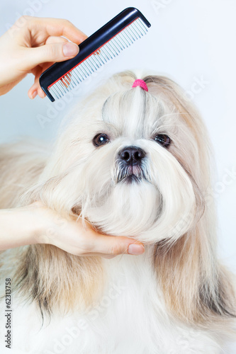 Shih tzu dog grooming