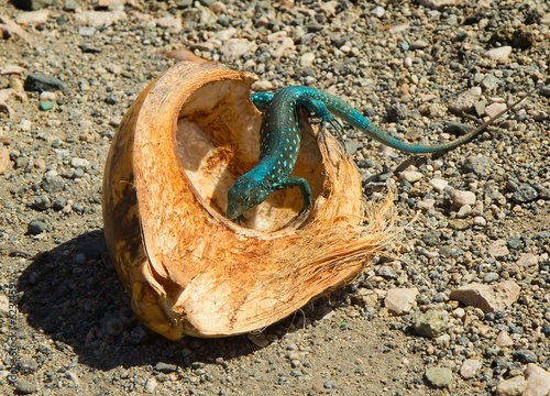 Ameiva atrigularis photo