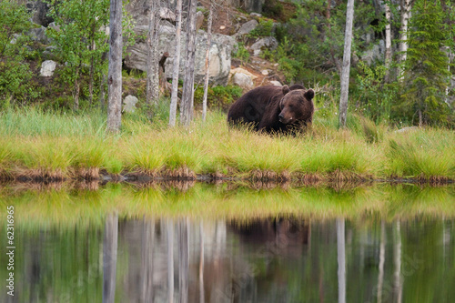 Brown bear in forest