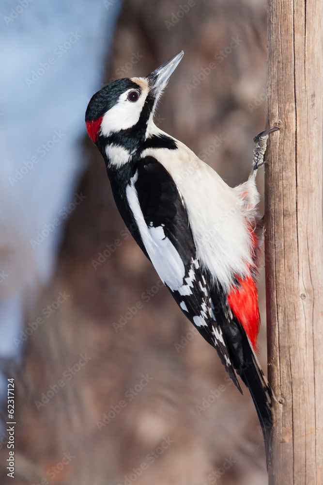 Obraz premium Great spotted woodpecker in the garden