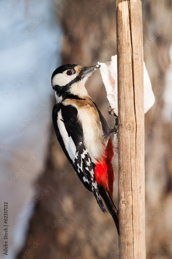 Great spotted woodpecker eating fat in the garden Great spotted woodpecker eating fat in the garden