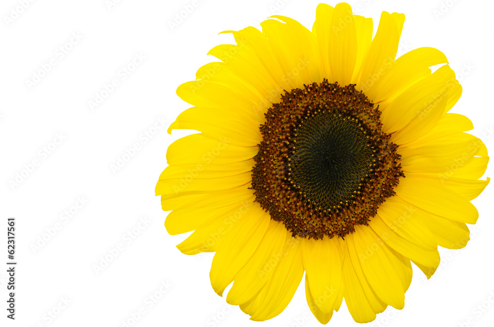 Fototapeta premium One Isolated Sunflower Head