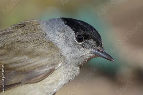 Curruca capirotada, Sylvia atricapilla photo