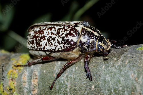 Escarabajo batanero, Polyphylla fullo