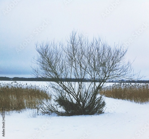 lonely tree in the snow field