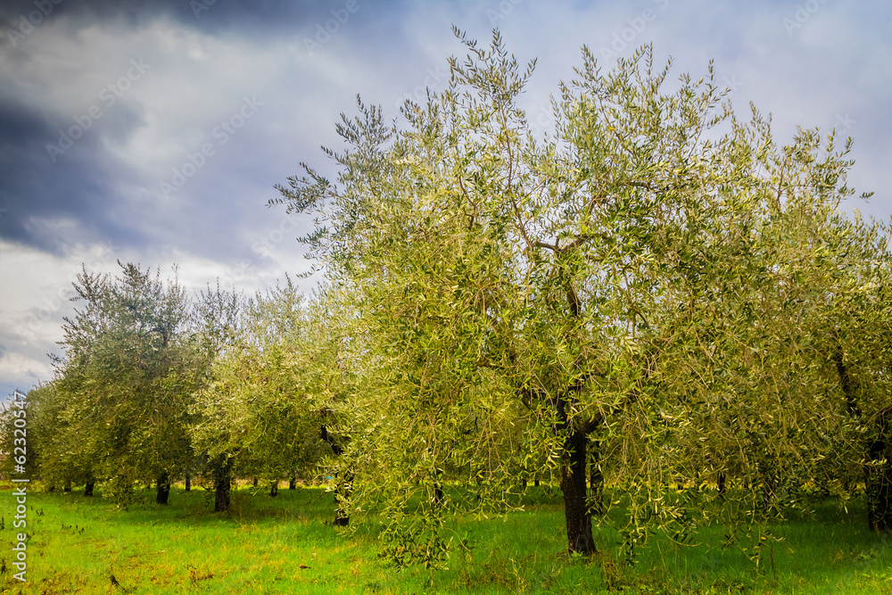 Olive trees in Tuscany