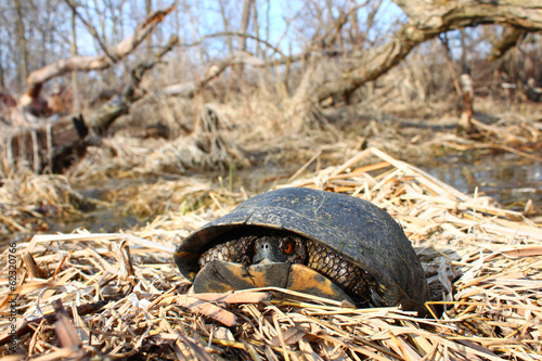 Blandings Turtle (Emydoidea blandingii) photo