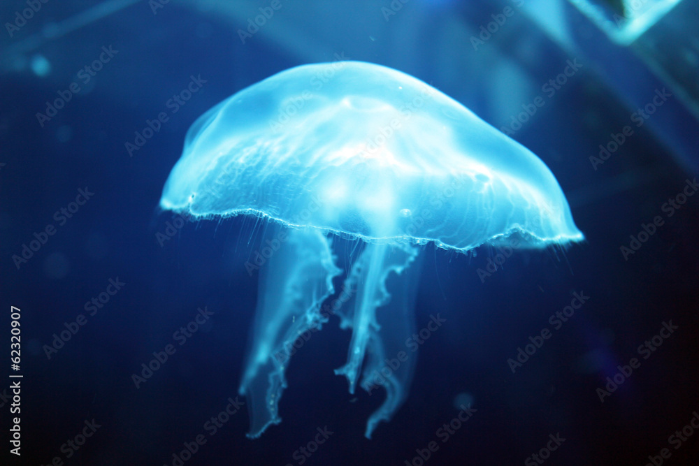 Fototapeta premium Jellyfish