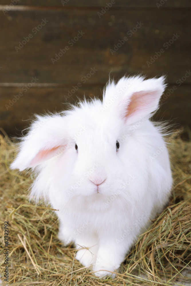 White cute rabbit with apples on hay White cute rabbit with apples on hay