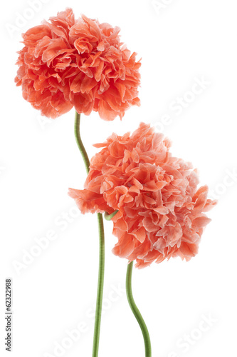 Fototapeta Naklejka Na Ścianę i Meble -  poppy