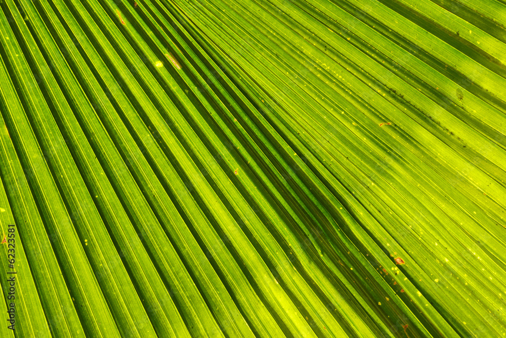 texture of green palm leaf texture of green palm leaf