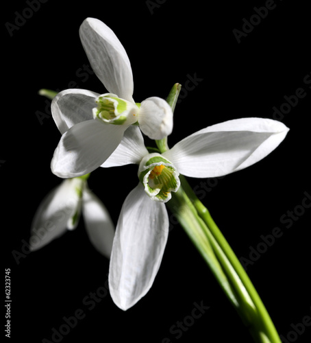 Beautiful bouquet of snowdrops on black background