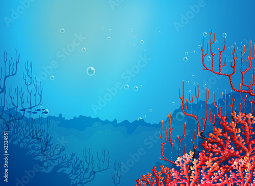 Beautiful corals under the sea