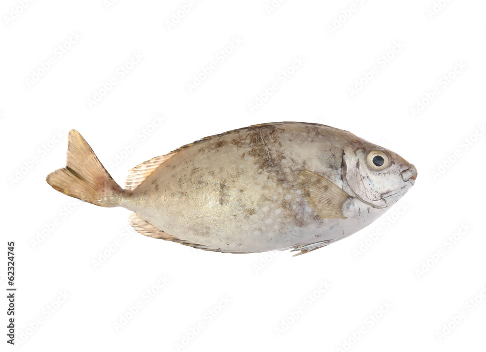 Rabbit Fishes Rabbit Fishes