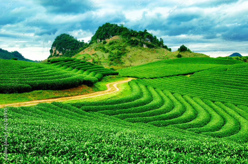 Beautiful fresh green tea plantation in vietnam