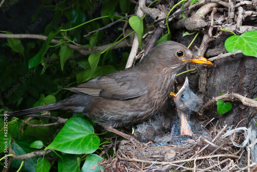 Common blackbird (Turdus merula) female at nest feeding chicks Common blackbird (Turdus merula) female at nest feeding chicks