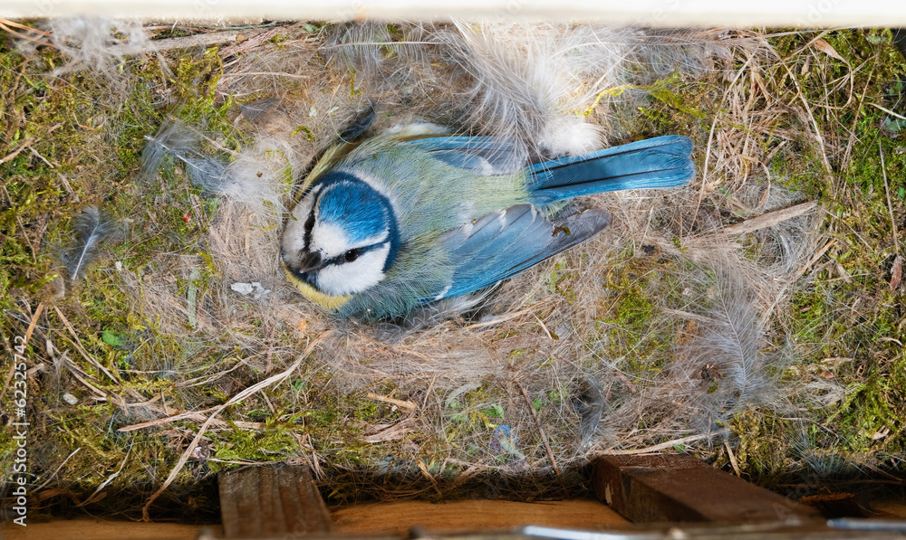Naklejka premium Blue Tit (Cyanistes caeruleus) at nest box incubating eggs